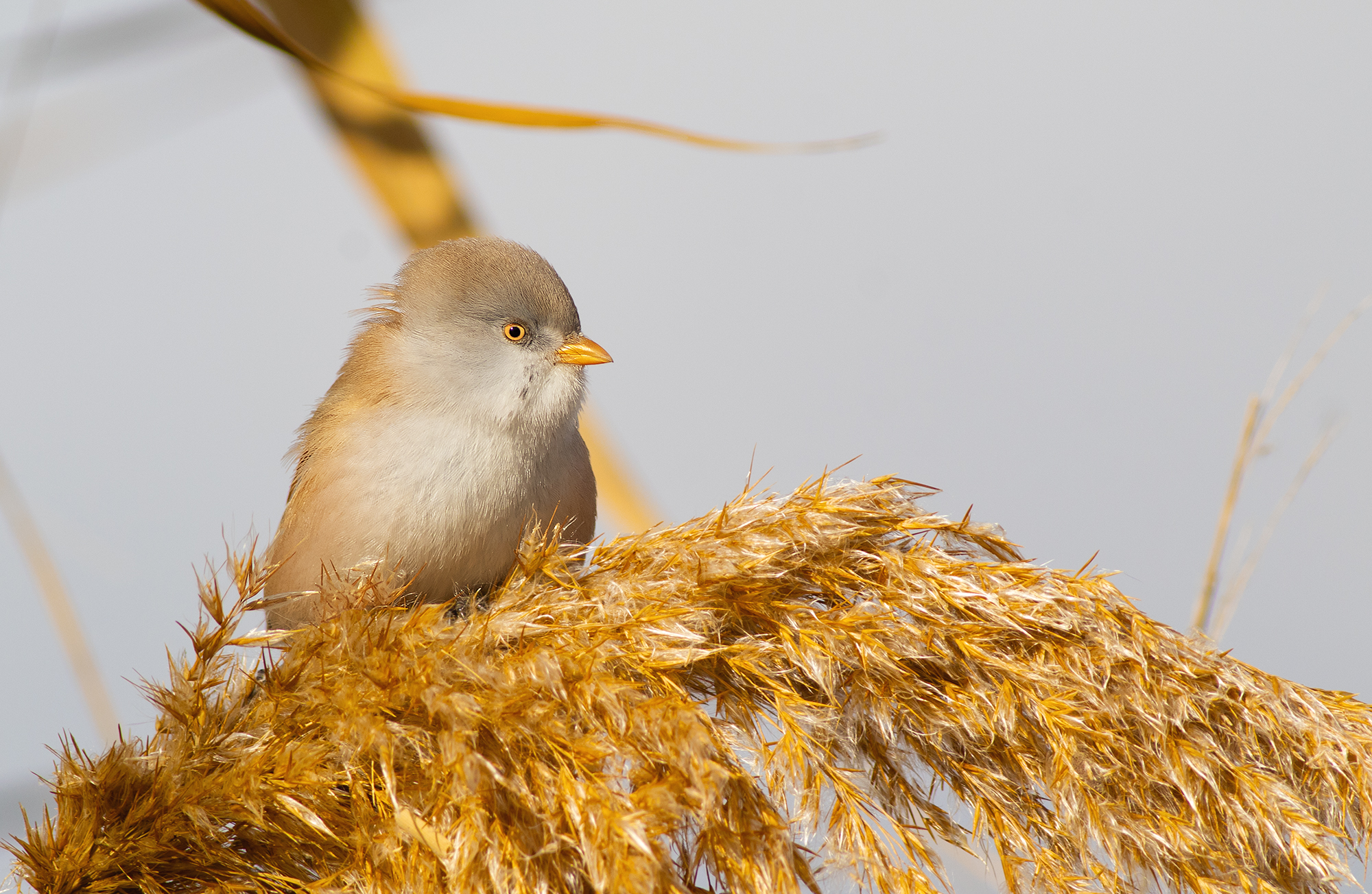 Bearded Reedling